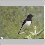 Variable wheatear2.jpg